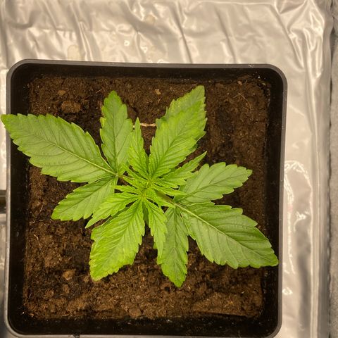 Royal Gorilla Automatic  growlog timeline photo