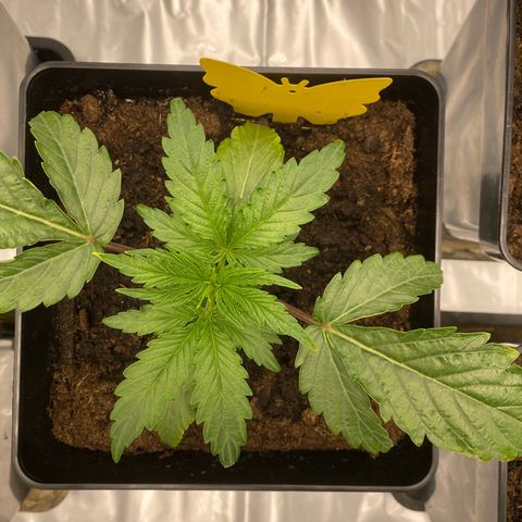 Royal Gorilla Automatic  growlog timeline photo