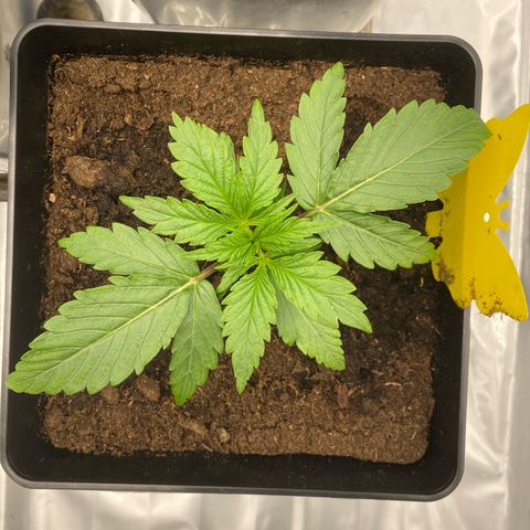 Royal Gorilla Automatic  growlog timeline photo