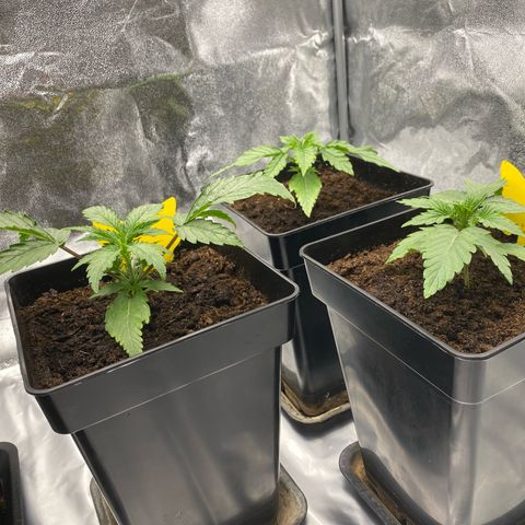 Royal Gorilla Automatic  growlog timeline photo
