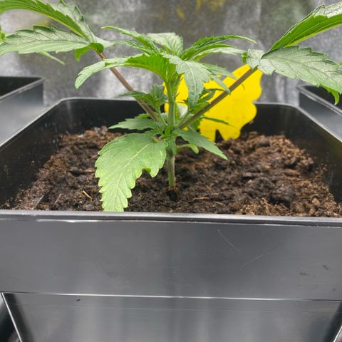 Royal Gorilla Automatic  growlog timeline photo