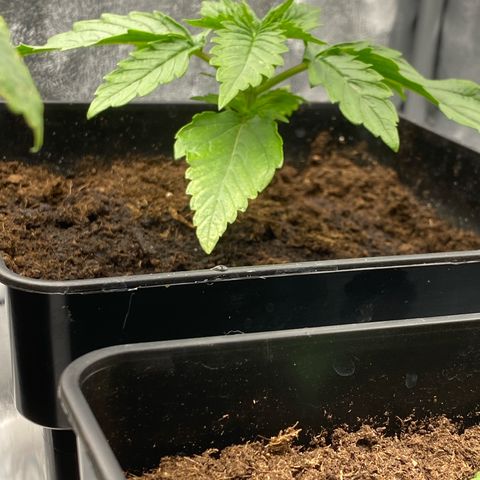 Royal Gorilla Automatic  growlog timeline photo