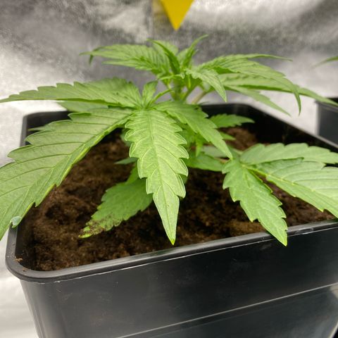 Milky Way growlog timeline photo