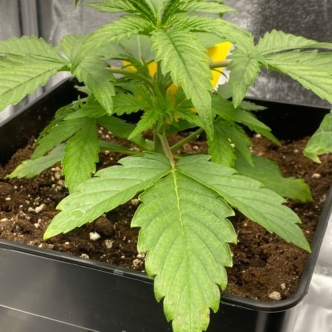 Milky Way growlog timeline photo
