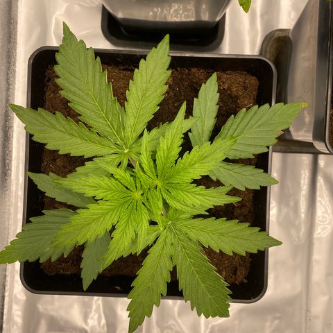 Milky Way growlog timeline photo