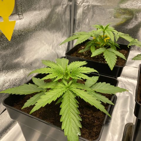 Milky Way growlog timeline photo