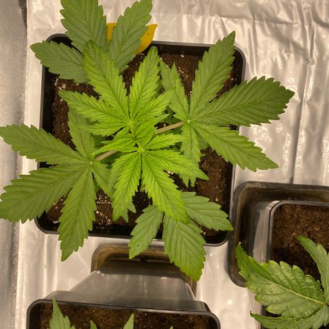 Milky Way growlog timeline photo
