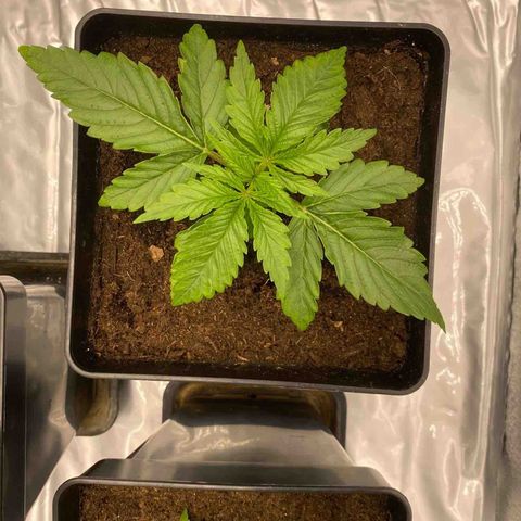 Royal Gorilla Automatic  growlog timeline photo