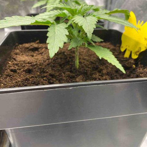 Royal Gorilla Automatic  growlog timeline photo
