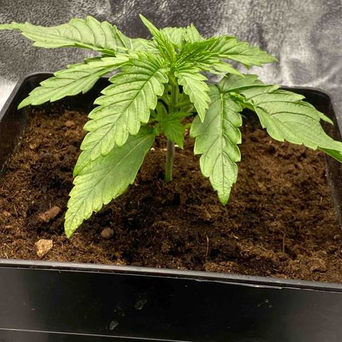 Royal Gorilla Automatic  growlog timeline photo