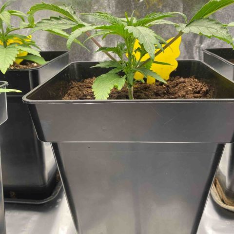 Royal Gorilla Automatic  growlog timeline photo