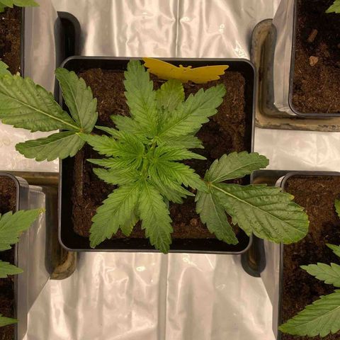 Royal Gorilla Automatic  growlog timeline photo