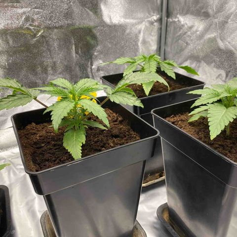Royal Gorilla Automatic  growlog timeline photo