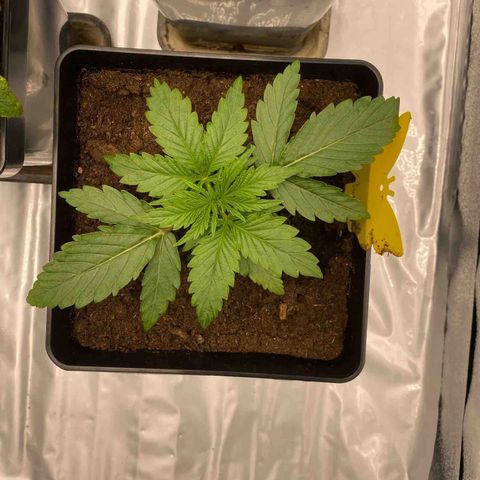 Royal Gorilla Automatic  growlog timeline photo