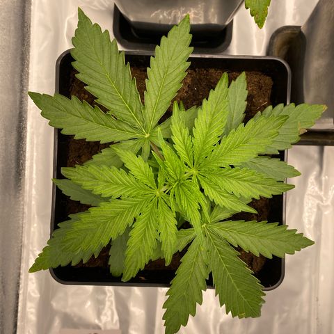 Milky Way growlog timeline photo