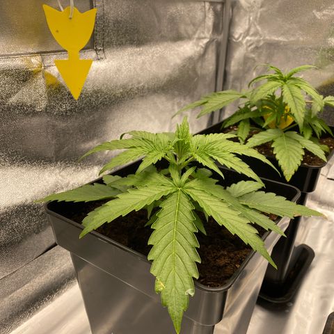 Milky Way growlog timeline photo
