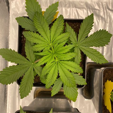 Milky Way growlog timeline photo