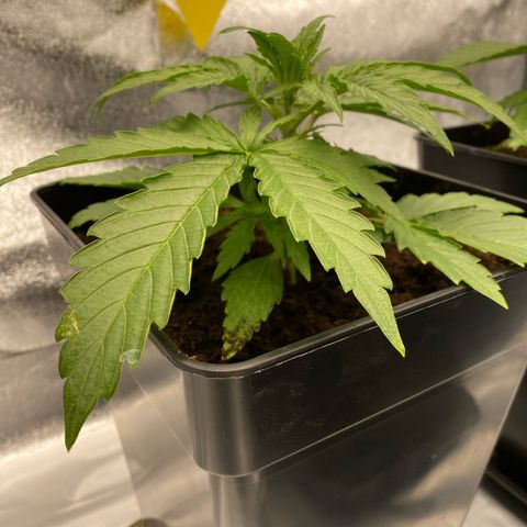 Milky Way growlog timeline photo