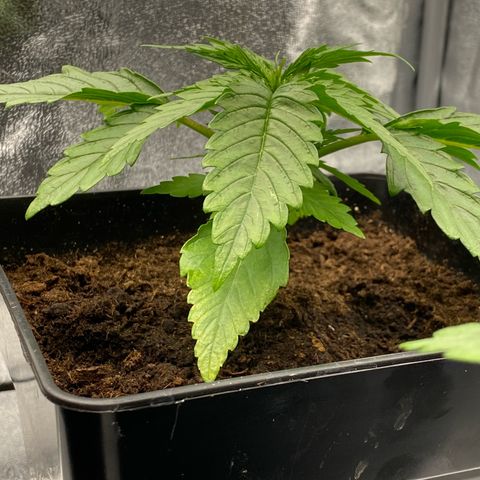 Royal Gorilla Automatic  growlog timeline photo