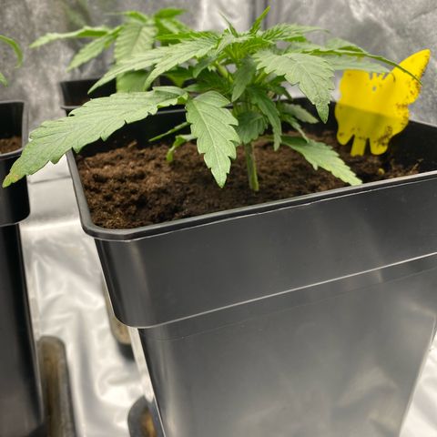 Royal Gorilla Automatic  growlog timeline photo