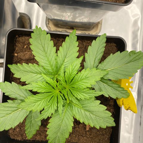 Royal Gorilla Automatic  growlog timeline photo