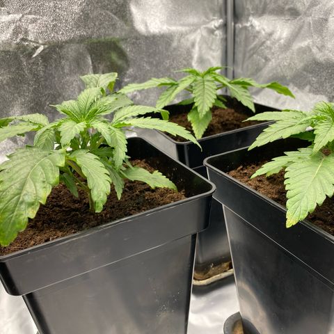 Royal Gorilla Automatic  growlog timeline photo