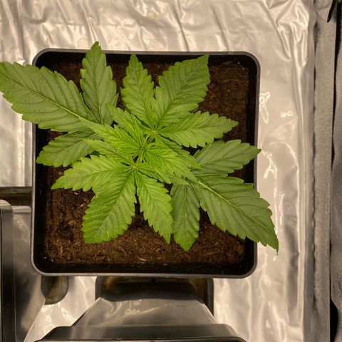 Royal Gorilla Automatic  growlog timeline photo