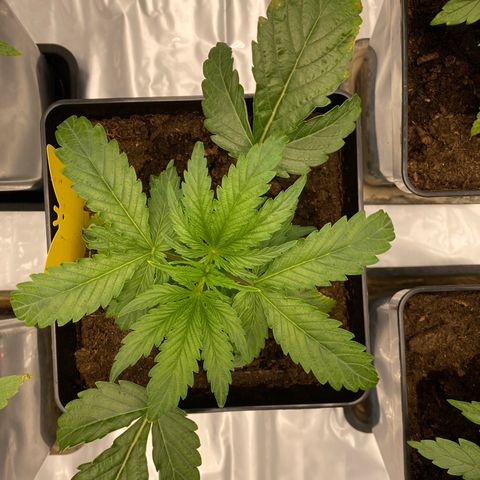 Royal Gorilla Automatic  growlog timeline photo