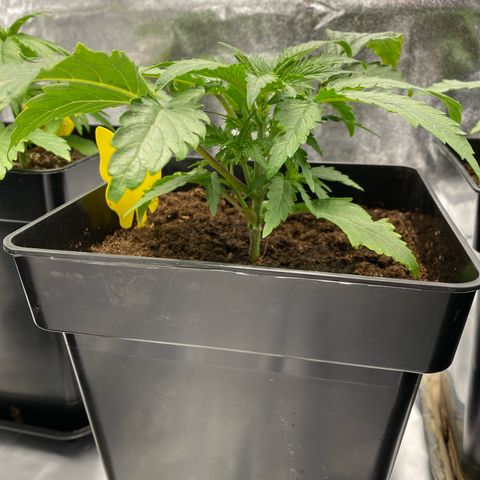 Royal Gorilla Automatic  growlog timeline photo