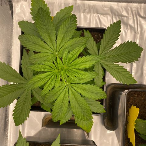 Milky Way growlog timeline photo
