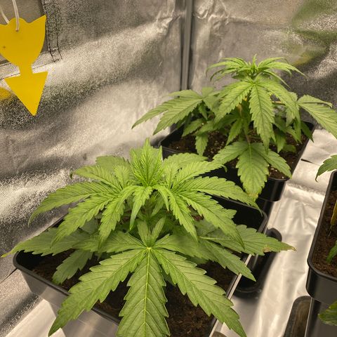 Milky Way growlog timeline photo
