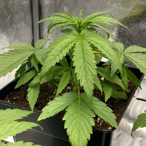 Milky Way growlog timeline photo