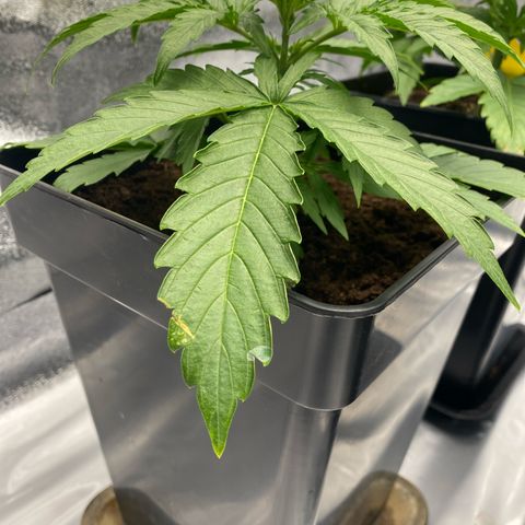 Milky Way growlog timeline photo
