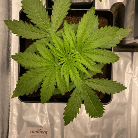 Milky Way growlog timeline photo