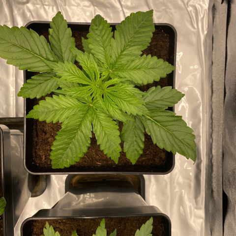 Royal Gorilla Automatic  growlog timeline photo