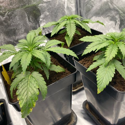 Royal Gorilla Automatic  growlog timeline photo