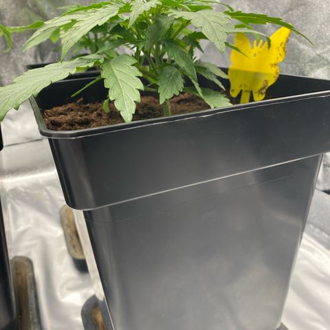 Royal Gorilla Automatic  growlog timeline photo