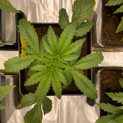 Royal Gorilla Automatic  growlog timeline photo