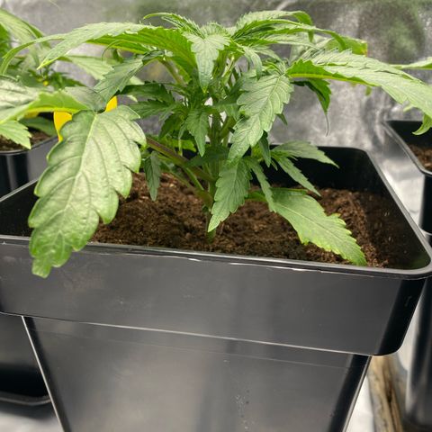 Royal Gorilla Automatic  growlog timeline photo