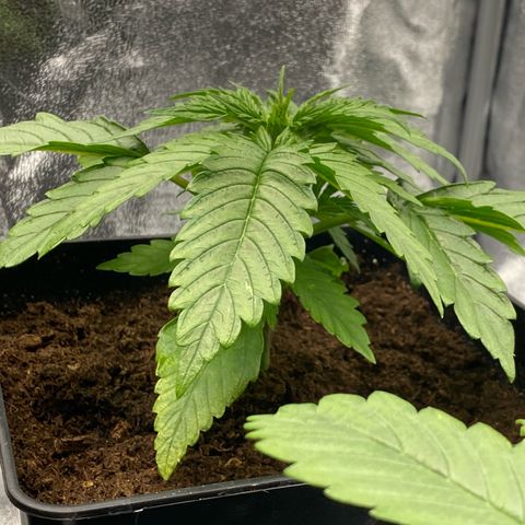 Royal Gorilla Automatic  growlog timeline photo