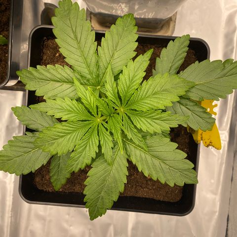 Royal Gorilla Automatic  growlog timeline photo