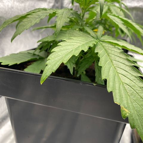 Milky Way growlog timeline photo