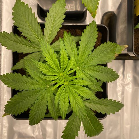 Milky Way growlog timeline photo