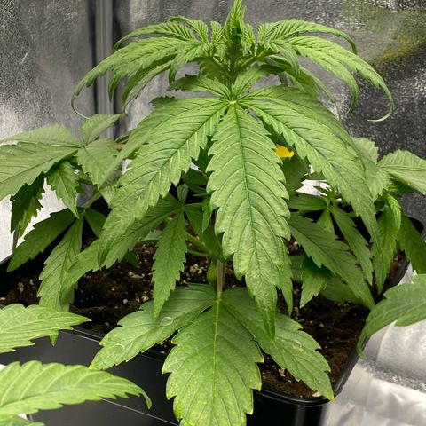 Milky Way growlog timeline photo