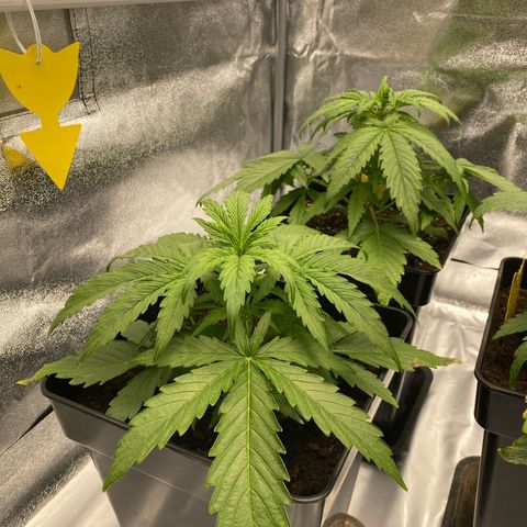 Milky Way growlog timeline photo