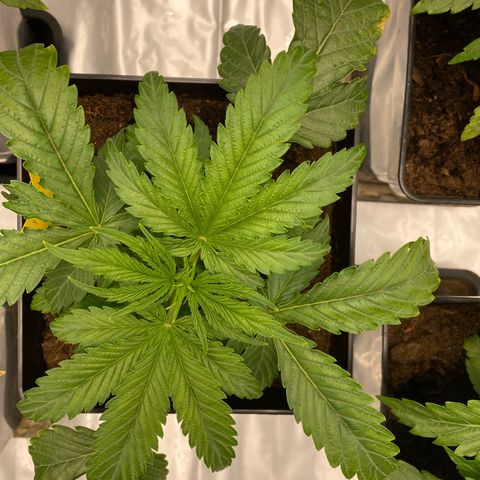 Royal Gorilla Automatic  growlog timeline photo