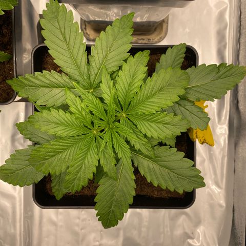 Royal Gorilla Automatic  growlog timeline photo