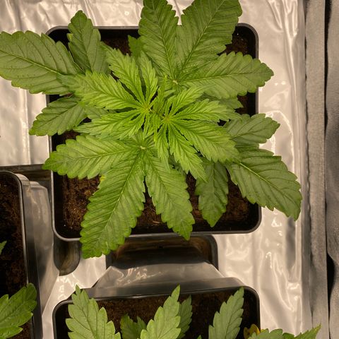 Royal Gorilla Automatic  growlog timeline photo