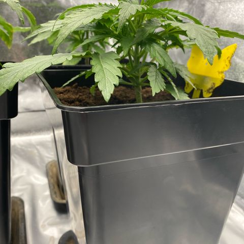 Royal Gorilla Automatic  growlog timeline photo
