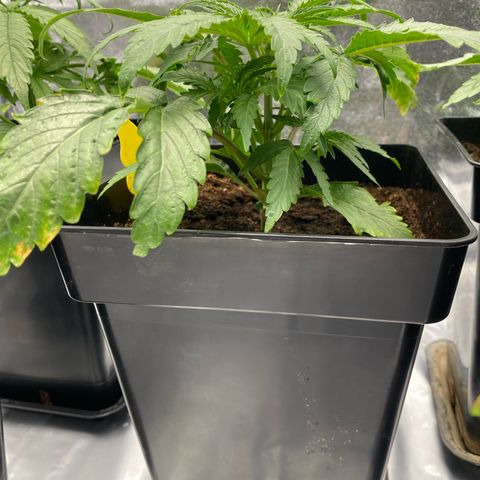 Royal Gorilla Automatic  growlog timeline photo